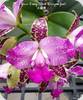 Ca. Yuan Dong Sweet Dragon Fruit